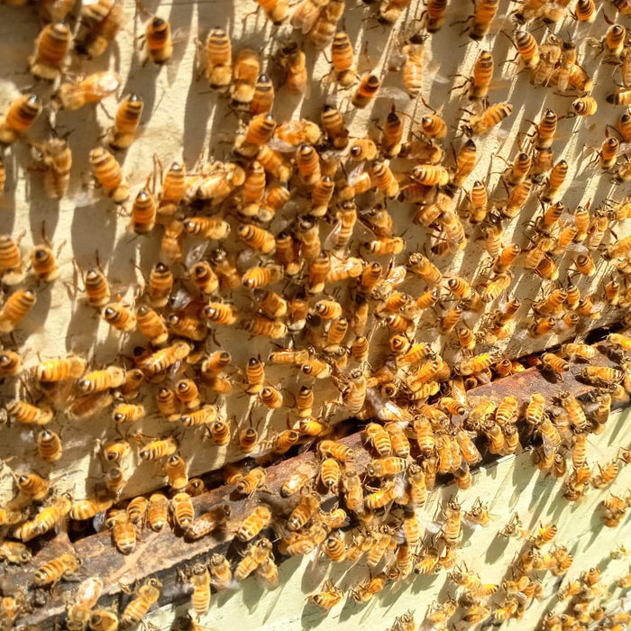 Harvesting Manuka Honey in New Zealand