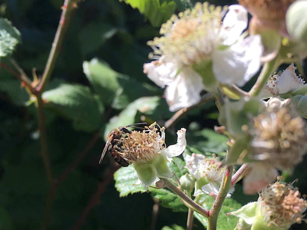 solitary bee on bramble flower