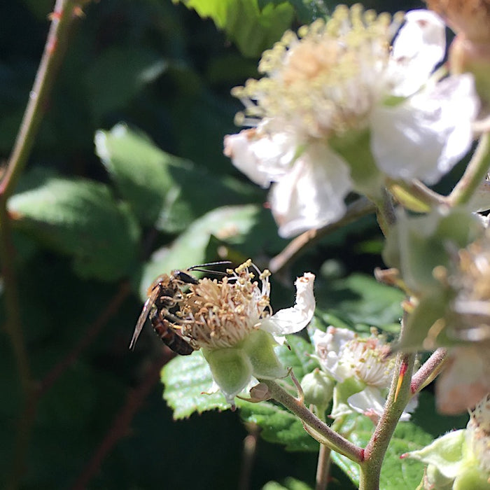 solitary bee on bramble flower