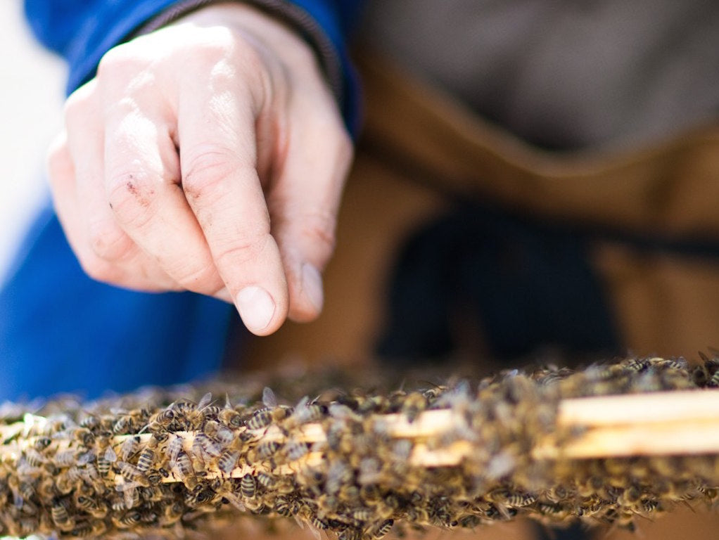 9th of August: Beginner Beekeeping at Sarah Raven's Farm